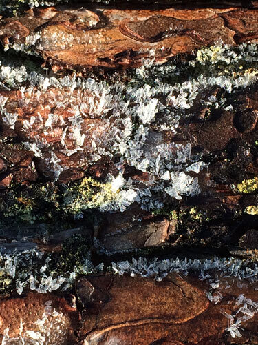 Eiskristalle auf Baumrinde