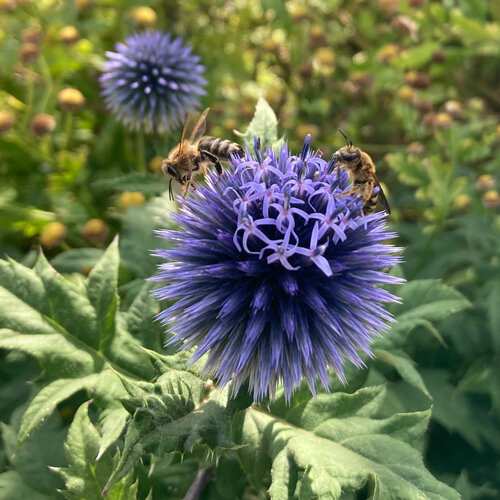 Blaue Kugeldistel Blüte