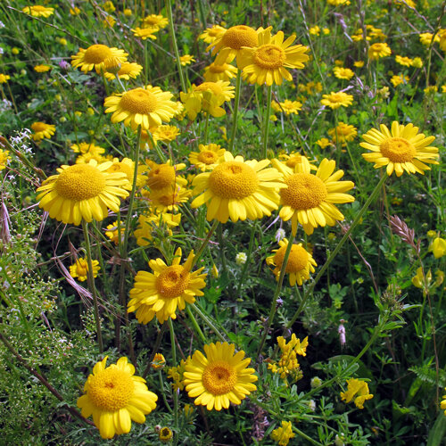 Färberkamille Blüten