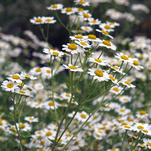 Mutterkraut Blüten