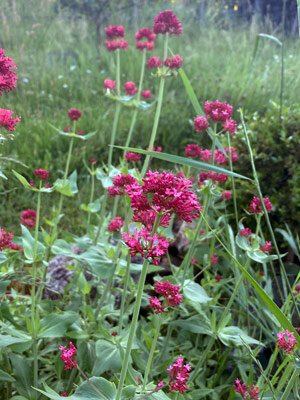 Rote Spornblume im naturnahen Garten