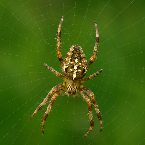 Kreuzspinne