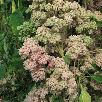 Quinoa (Chenopodium quinoa)