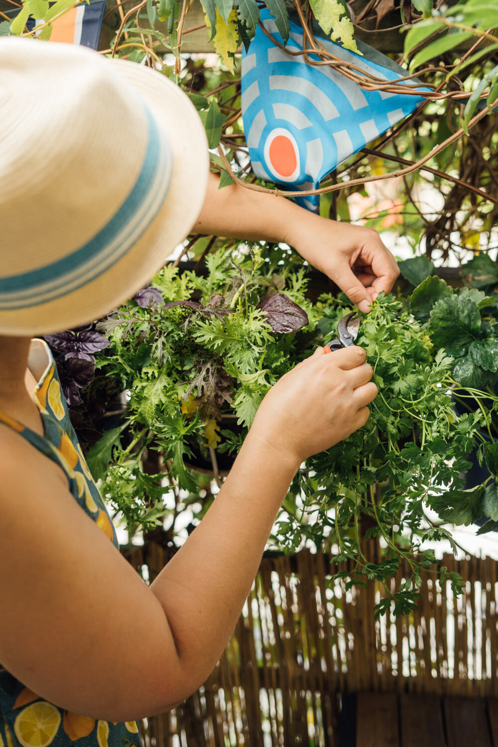 Salaternte auf dem Balkon