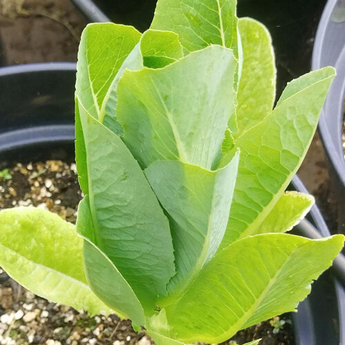 Roemersalat