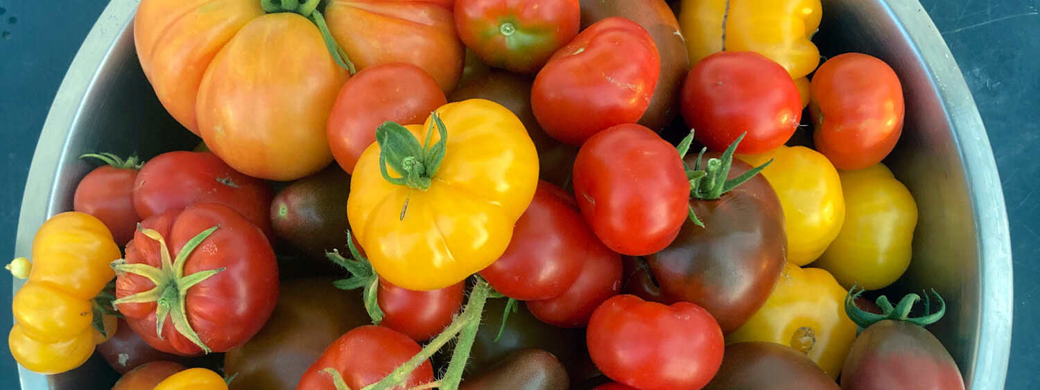 Bunte Tomaten frisch geerntet