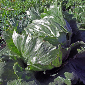 Eisbergsalat 'Laibacher Eis'