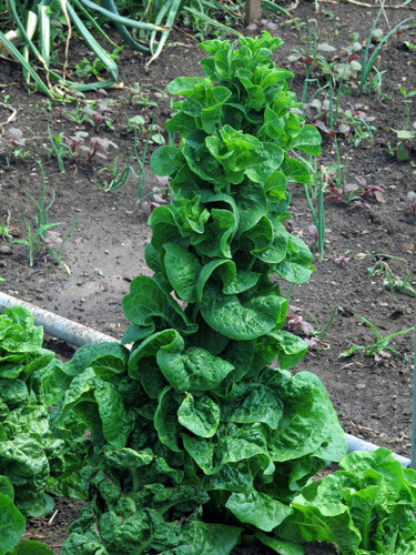 Salat hat begonnen zu schiessen
