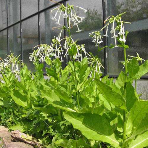 Waldtabak / Bergtabak (Nicotiana sylvestris) 