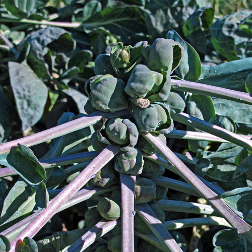 Rosenkohl 'Red Ball'