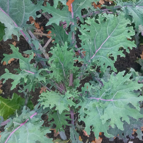 Gruenkohl 'Roter Russischer'