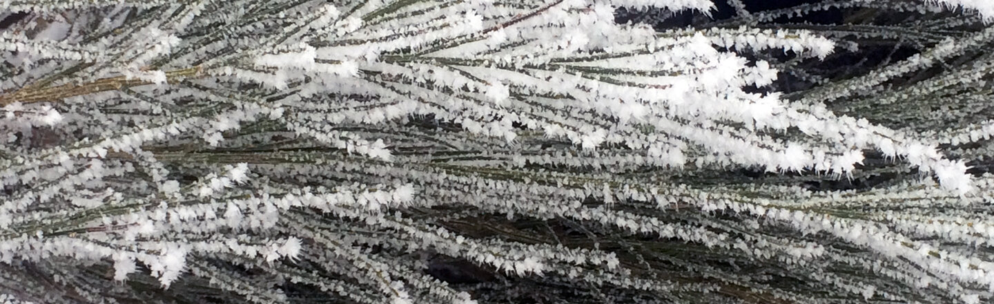 Zweige im Winter