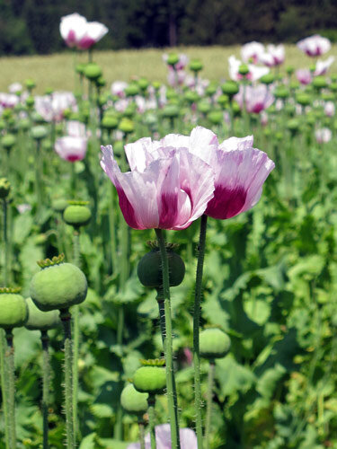 Schlafmohn (Papaver somniferum)