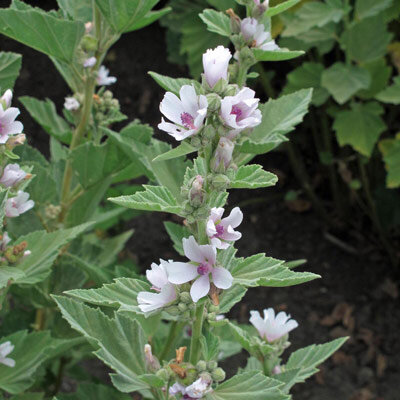 Echter Eibisch (Althaea officinalis) 