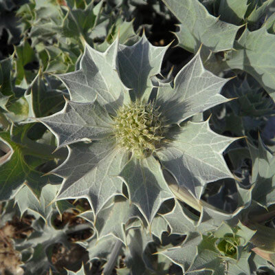 Stranddistel (Eryngium maritimum) 