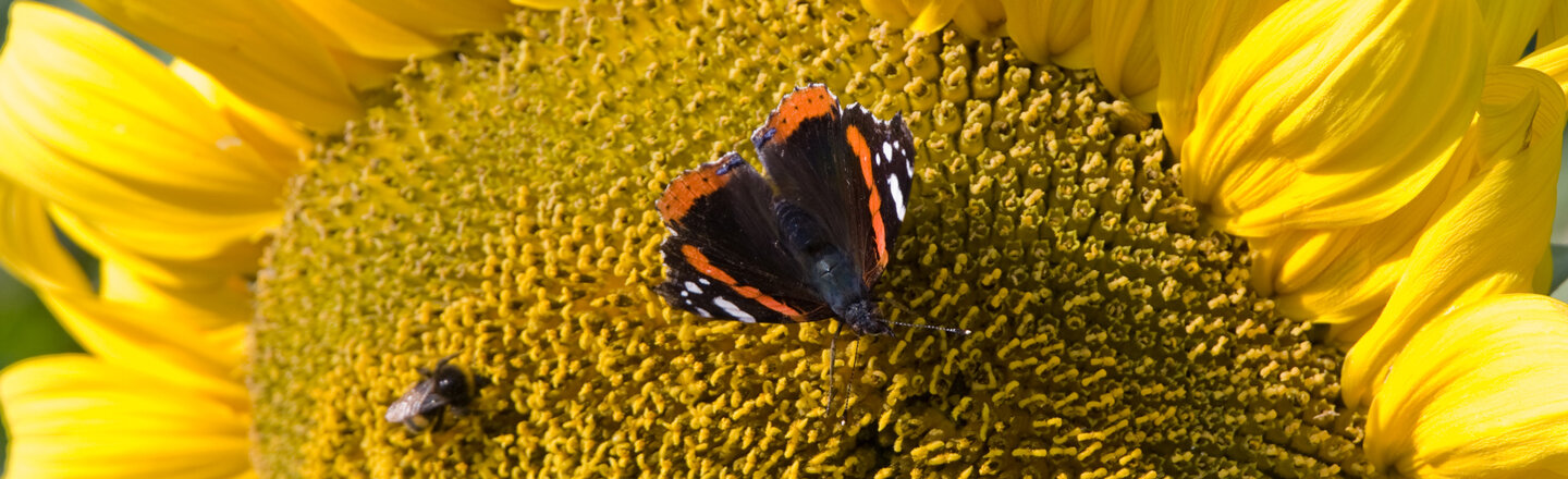 Admiral auf Sonnenblume