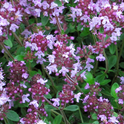 Thymian