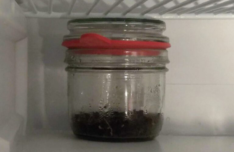 Kaltkeimer-Glas im Kühlschrank
