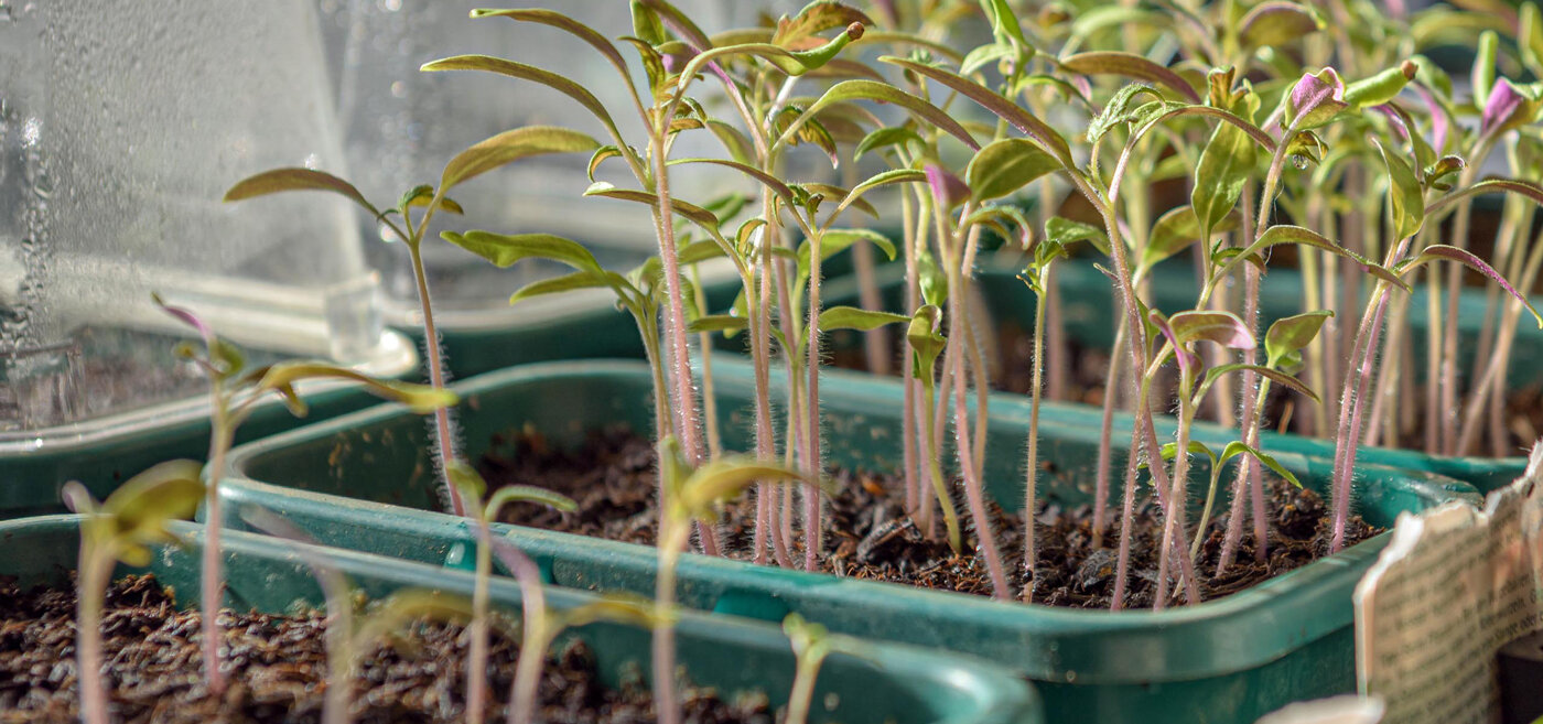 Tomatensaemlinge in Schale