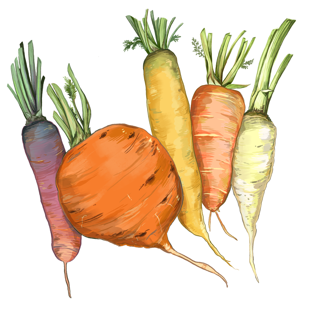 Bunter Karotten-Mix