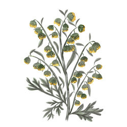 eine Illustration von Wermut