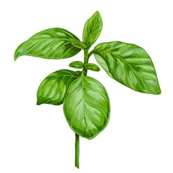 Illustration von Basilikum