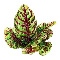 Zeichnung von Blut-Ampferblättern