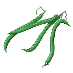 Zeichnung von Stangenbohnen