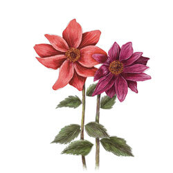 Illustration von Dahlien