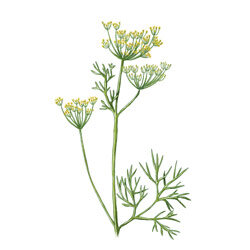 eine Illustration von Dill