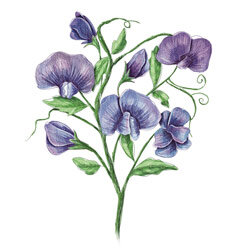 Illustration einer Duftwicke