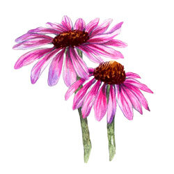 eine Illustration von Echinaceablüten