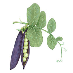 Zeichnung einer Erbsenschote