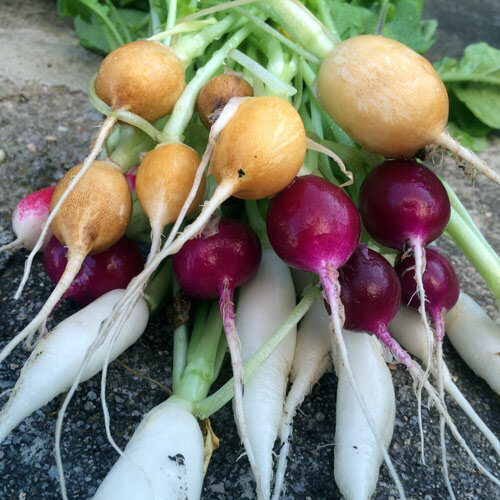 Bunte Radieschensorten