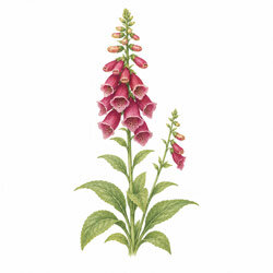 Illustration von Fingerhut