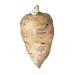 Zeichnung von einer Kerbelruebe