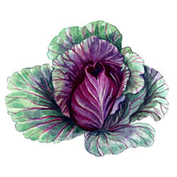 Zeichnung von einem roten Spitzkohl