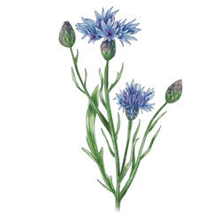 Illustration von Kornblumen