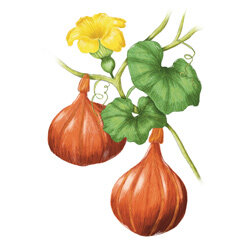 Zeichnung von Hokkaido-Kuerbissen