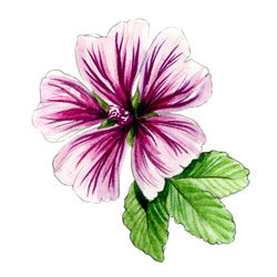 Illustration einer Malvenbluete