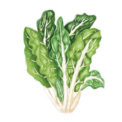 Zeichnung von Mangold