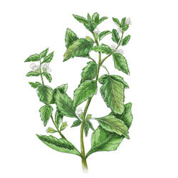 Illustration der Zitronenmelisse