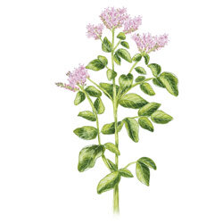 Illustration der Oregano-Pflanze