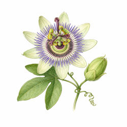 Illustration einer Passionsblume