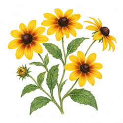 Illustration von Rauer Sonnenhut