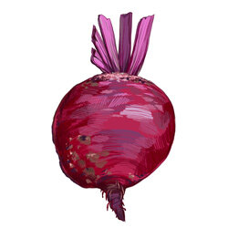 Zeichnung von Roter Bete