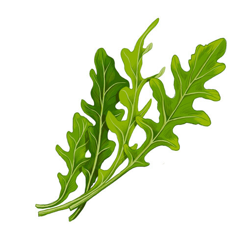 Wilde Rauke Illustration