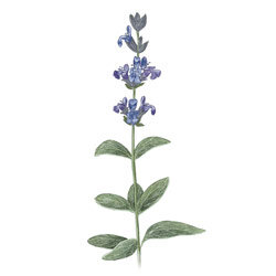 Illustration von Spanischem Salbei