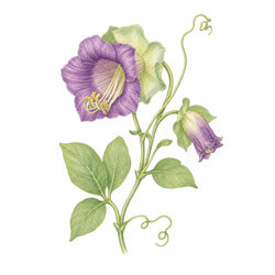 Illustration einer Glockenrebe