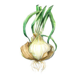 Zeichnung von einer Zwiebel